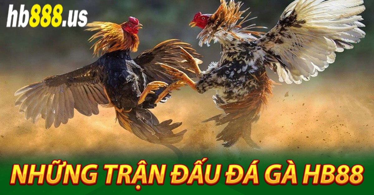 Cập nhập những trận đấu đá gà Hb88