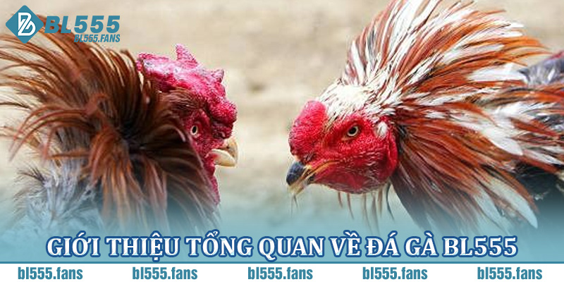 Giới thiệu tổng quan về đá gà BL555