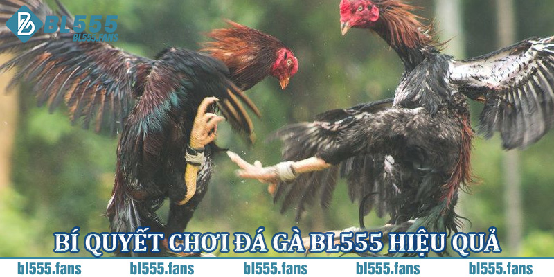 Bí quyết chơi đá gà BL555 hiệu quả