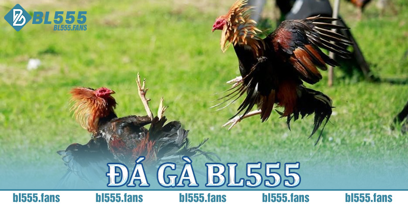 Đá gà BL555